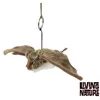 Image de Living nature - peluche chauve-souris 24 cm