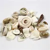 Image de Creotime perles de coquillages de plage 9 - 40 mm