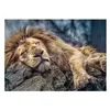 Image de Puzzle 1000 Pièces : Lion, Trefl