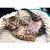 Image de Puzzle 1000 pièces : Chaton joyeux