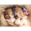 Image de Puzzle 500 piéces équipe de chats