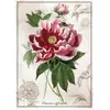 Image de Interdruk Puzzle Botanic: Pfingstrose 1000 Puppen (1000 pièces)