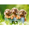 Image de Puzzle 500 pièces : Mignons teckels Castorland