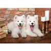 Image de Puzzle 1000 pièces : Chiots samoyèdes disent bonjour Castorland