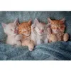 Image de Puzzle 1000 pièces : Les chatons les plus doux Castorland