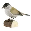 Image de décobird fauvette à tête noire
