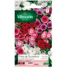 Image de Vilmorin Phlox de Drummond Varié
