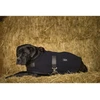 Image de Couverture pour chien polaire Diego & Louna Teddy Noir 31 cm/12" 409030231