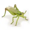 Image de Papo Sauterelle Figurine 50268