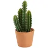 Image de But Cactus pot terra 30 cm Unia