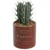 Image de Plante Botanique BOTA Bordeaux - H10
