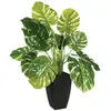 Image de Plante verte en pot