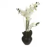 Image de Composition Orchidée Florale 53 cm Noir