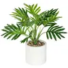 Image de Plante bambou d'intérieur Etnik Altura 29 - Vert