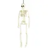Image de Partypro Squelette articulé Halloween - Multicolore