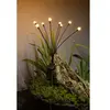 Image de Luminaires de jardin solaires Galix G4435