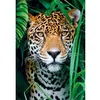 Image de Puzzle 500 pièces + poster Jaguar dans la jungle