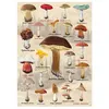 Image de Puzzle 1000 pièces - DINO - Collage champignons - Nature morte - Multicolore - Intérieur