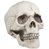 Image de tête de squelette mâchoire mobile 16x14x21cm - boland 74378