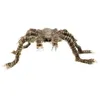 Image de araignée décorative pattes velues rayées 50x70cm - boland 74408