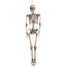 Image de squelette humain articulé 160x80cm - boland 74515