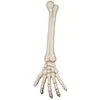 Image de bras de squelette 46 cm - boland 74556