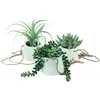 Image de Natec, Plantes artificielles, Dekorationspflanze 800073 Sukkulente 20 cm Zum Aufhängen Künstlicher (43 cm)