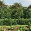 Image de vidaXL Gaashek 1,6x25 m groen153916