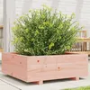 Image de Jardinière 70x70x26,5 cm bois massif douglas