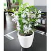 Image de Lechuza Classico Premium LS 21 - 22 x 20 cm - Blanc