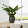 Image de LECHUZA CLASSICO LS 21 - Charbon