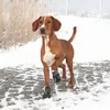 Image de Paire de protège-pattes pour chien Trixie Walker Active Noir M 19463