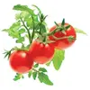 Image de Smart Garden Tomate