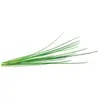Image de Smart Garden Ciboulette