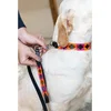 Image de Laisse pour chien HFI Polo Multicolore 2,5x120 cm HFIDL002BKOPM
