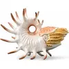 Image de Collecta figurine dinosaure Cooperoceras
