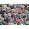 Image de Puzzle - Oursins PIATNIK Multicolore