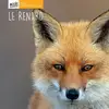 Image de Le renard