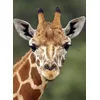 Image de Girafe en occasion ou reconditionné