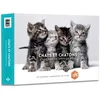 Image de Agenda : Calendrier Chats et chatons 2026 en occasion ou reconditionné