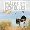 Image de Mon imagier des animaux : mâles et femelles