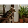 Image de Collier GPS/Activité pour chat Kippy Vert TU CY0535