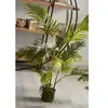 Image de Kentia, plante de 140 cm.
