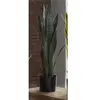 Image de Plante Sansevieria 75 cm. 75 cm