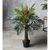 Image de Palmier Phoenix 92 cm. 92 cm