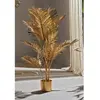Image de Plante Kentia Gold 126 cm. 85 x 126 cm