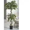 Image de Ficus Benjamin, plante de 155 cm. 155 cm