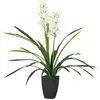 Image de Plante d'orchidée Cymbidium 60 x 60 x 100 cm