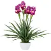 Image de Plante d'orchidée Cattleya 60 x 60 x 70 cm