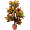 Image de Plante Codiaeum Variegatum 60X60X100 Cm